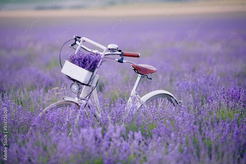 Classic bike stands in a field with lavender closeup. - obrazy, fototapety, plakaty 