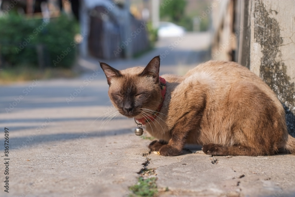 Brown cats are drowsy sit on cement floor close-up.