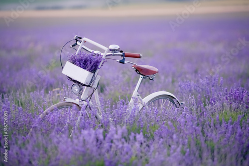 Classic bike stands in a field with lavender closeup.