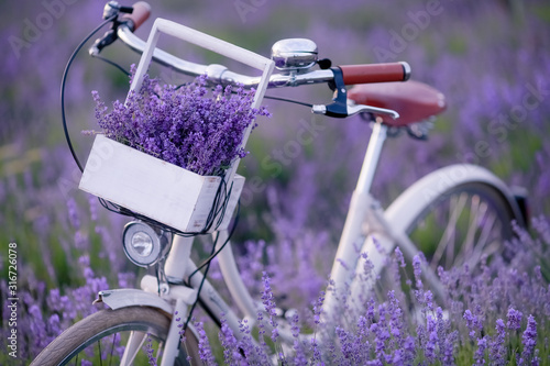 A field of lavender a rural scene with a vintage bike in the field without people.