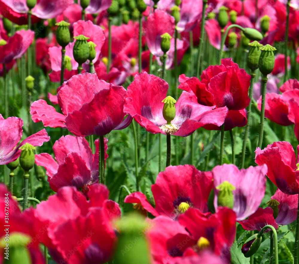 Blühendes Mohnblumenfeld im Sonnenschein Blühendes Mohnblumenfeld im Sonnenschein