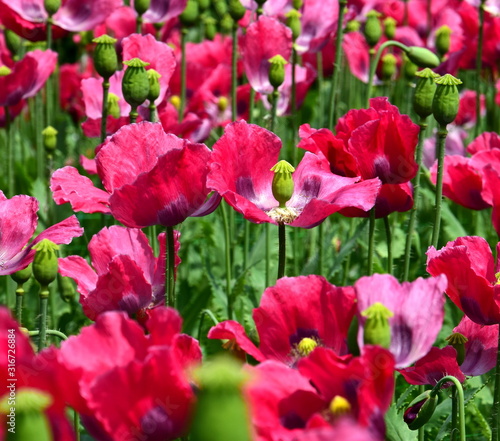 Bl  hendes Mohnblumenfeld im Sonnenschein