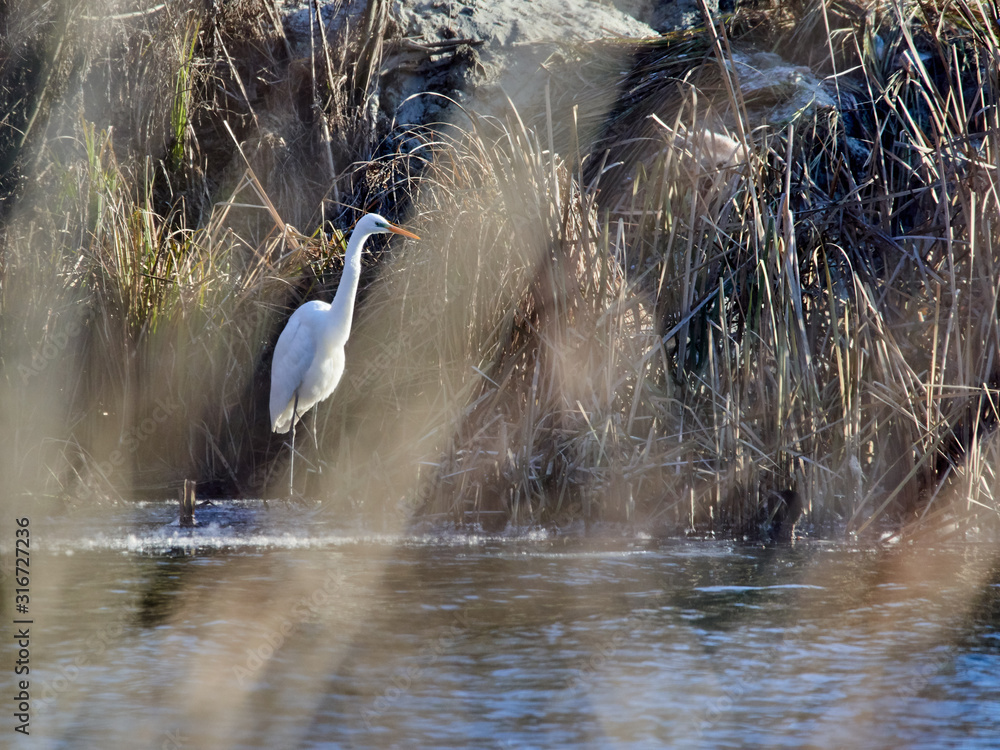 Fototapeta premium Great egret hiding in reeds