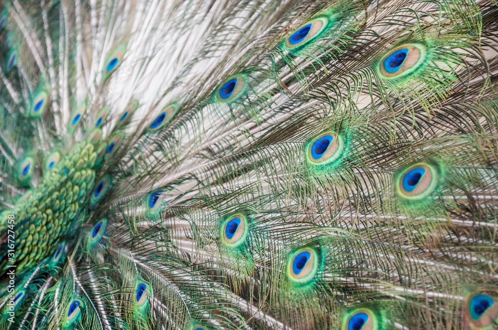 Obraz premium closeup tail of male peacock as a background