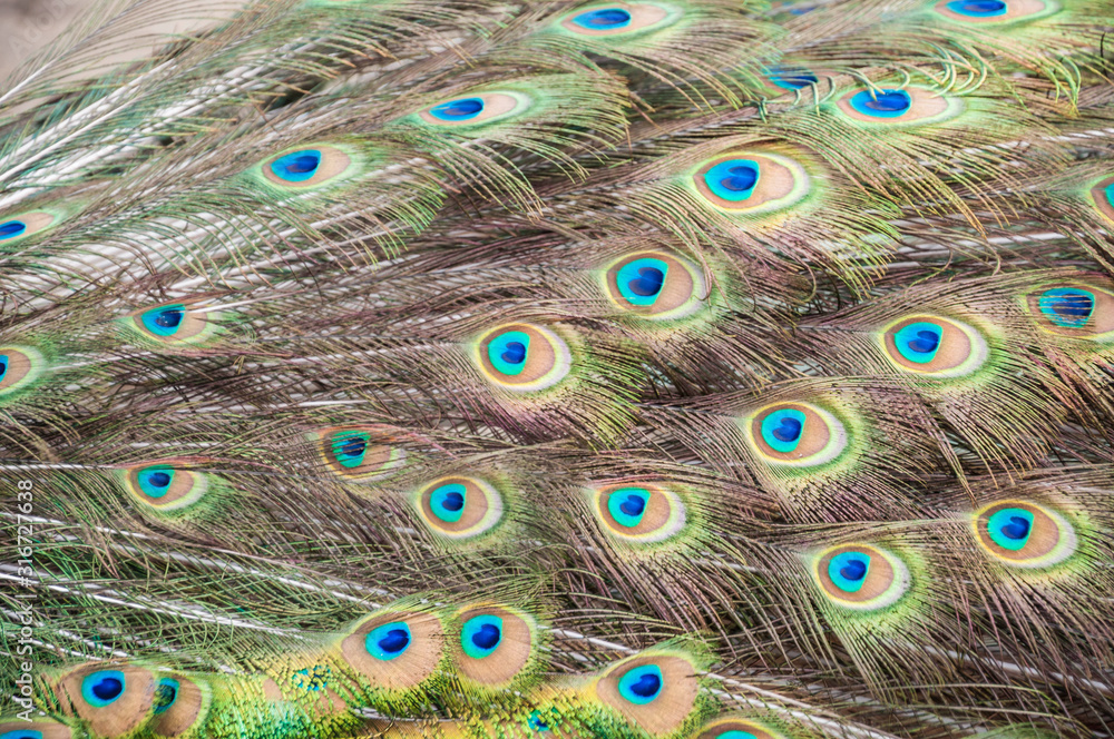 Obraz premium closeup tail of male peacock as a background