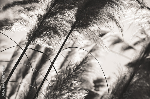 Cortaderia selloana aka Sunningdale Silver or Pampas grass photo