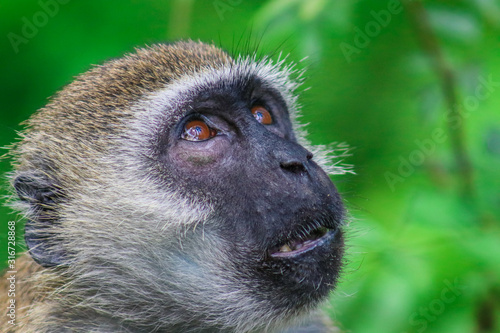 monkey looking up © Nel