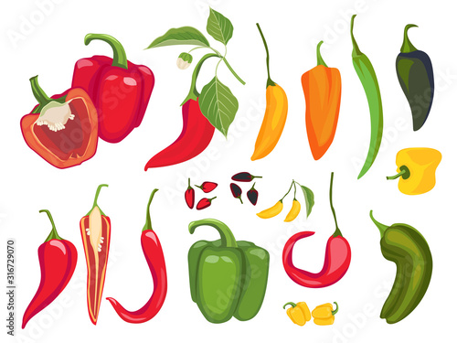 Hot peppers. Mexican chile fresh vegetarian food spices paprika cayenne exotic products vector. Illustration mexican chili, mexico pepper, hot paprika