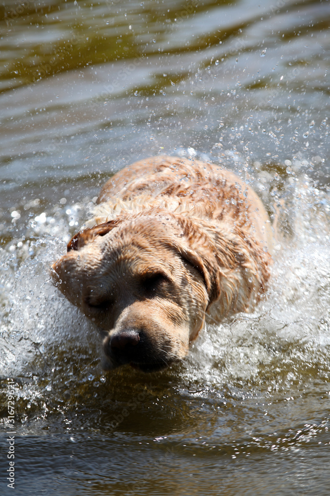 Active, smile and happy purebred labrador retriever dog outdoors in grass park on sunny summer day. Active, smile and happy purebred labrador retriever dog outdoors in grass park on sunny summer day.