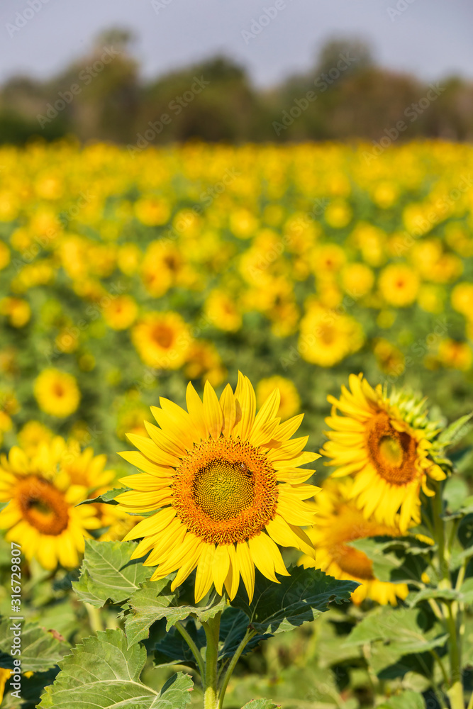 Beautiful sunflowers in spring field Beautiful sunflowers in spring field