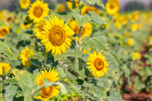 Beautiful sunflowers in spring field