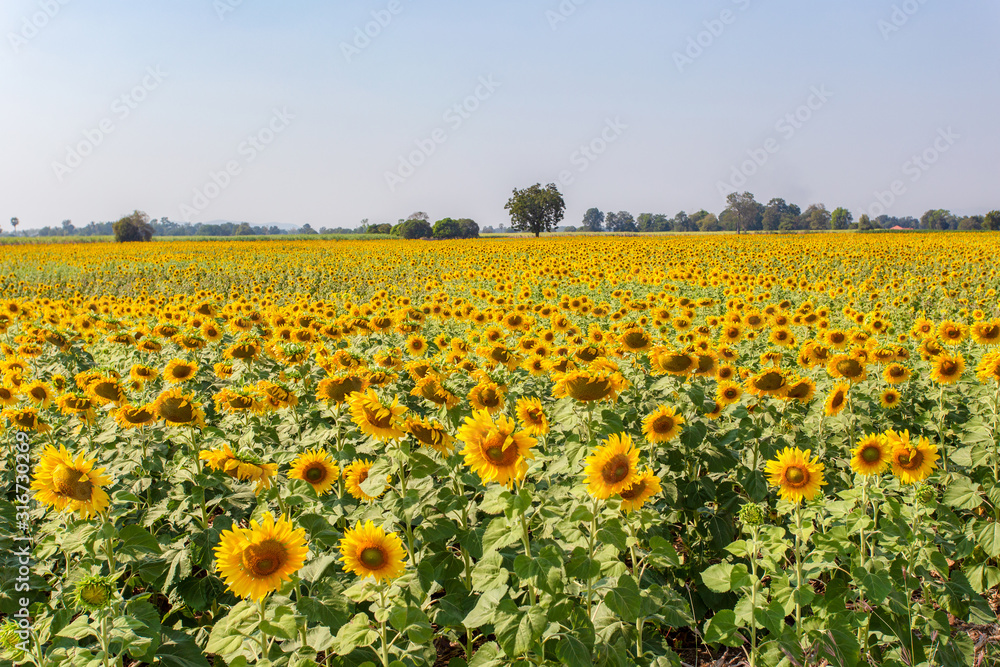 Beautiful sunflowers in spring field Beautiful sunflowers in spring field