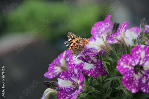 butterfly in the flower