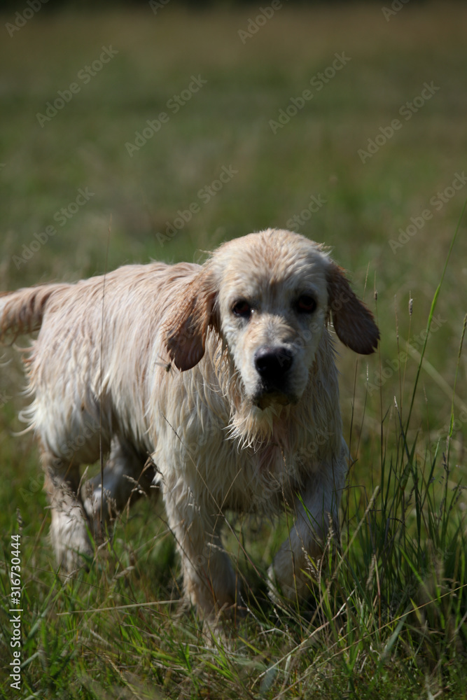 Active, smile and happy purebred labrador retriever dog outdoors in grass park on sunny summer day.