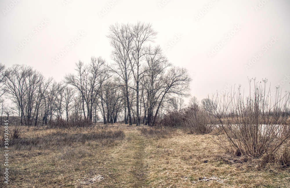 Giant poplar and winter cold heather meadow. Winter in the UK Giant poplar and winter cold heather meadow. Winter in the UK
