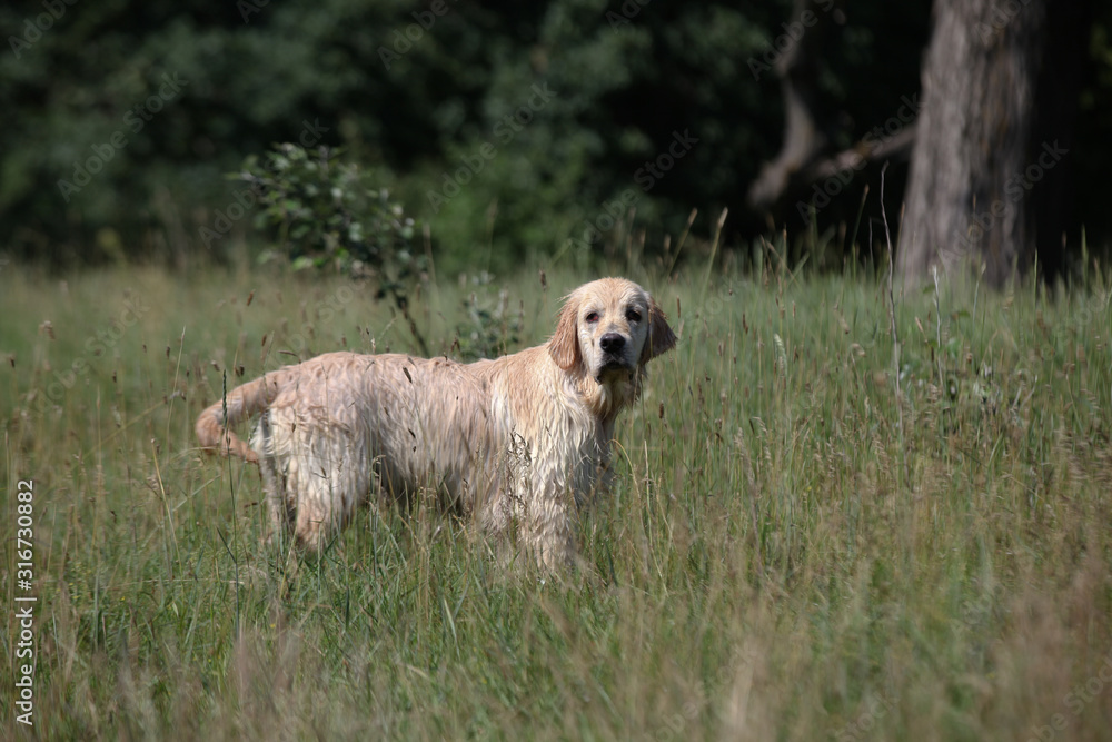 Active, smile and happy purebred labrador retriever dog outdoors in grass park on sunny summer day. Active, smile and happy purebred labrador retriever dog outdoors in grass park on sunny summer day.