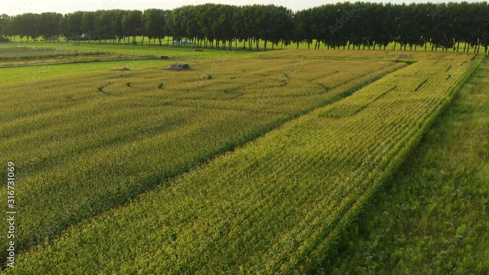 Aerial rising shot of a corn maze route that has been carved into a corn plantation in Holland Aerial rising shot of a corn maze route that has been carved into a corn plantation in Holland