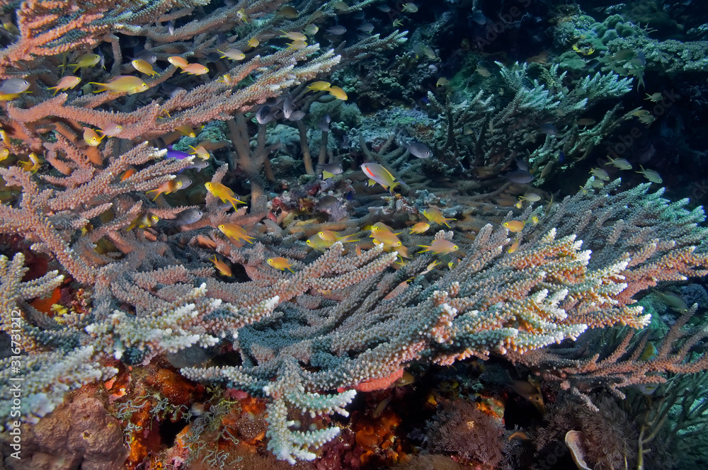 Obraz premium Tropical fish swim over hard corals. Underwater photography, Philippines.