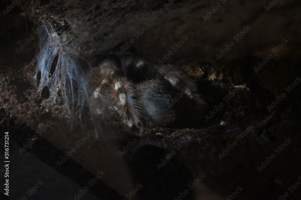 big spider animal in tunnel with cobweb catch big spider animal in tunnel with cobweb catch