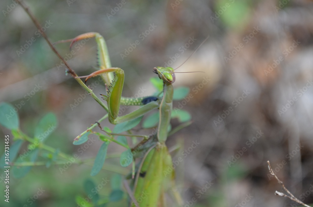 Mantis Mantis