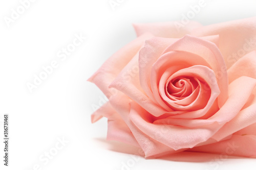 closeup beautiful petal of orange rose gold flower on white background, image used for wedding love romantic concept