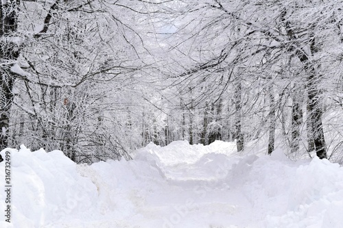 snow covered trees