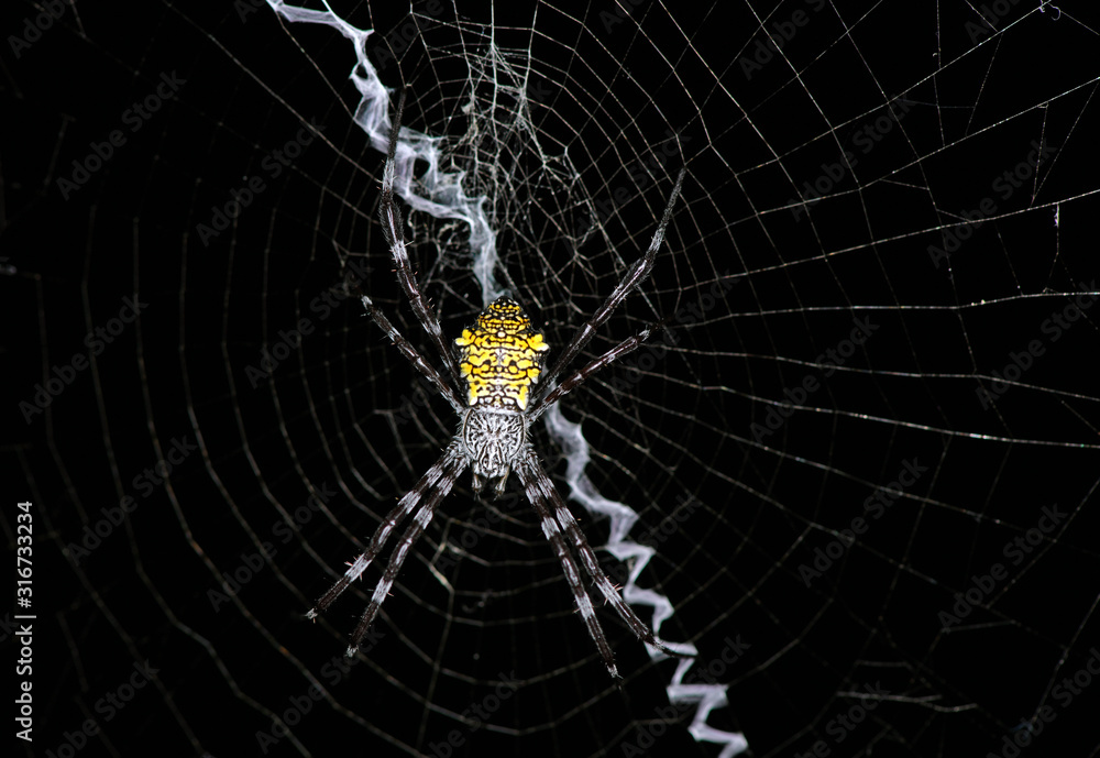 tropical yellow-bellied spider on a web in natural conditions tropical yellow-bellied spider on a web in natural conditions
