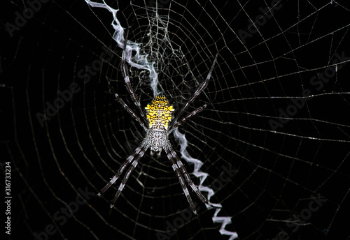 tropical yellow-bellied spider on a web in natural conditions