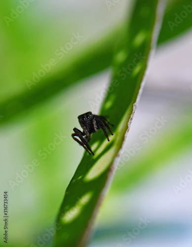 tropical spider on a green leaf in vivo