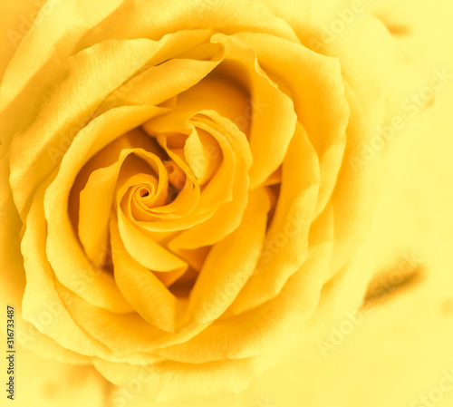 Soft focus, abstract floral background, yellow rose flower. Macro flowers backdrop for holiday brand design