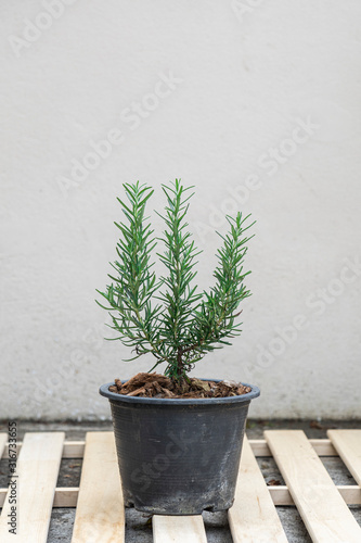 rosemary in a pot with white background