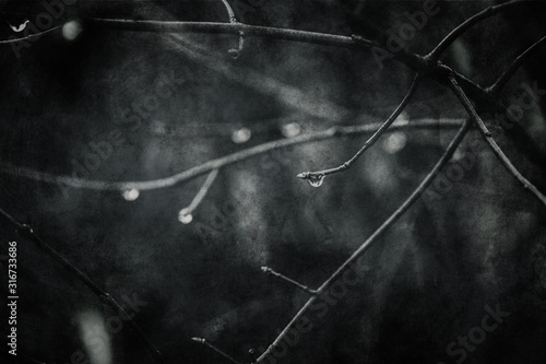 raindrops on a branch of a leafless tree in close-up in January photo