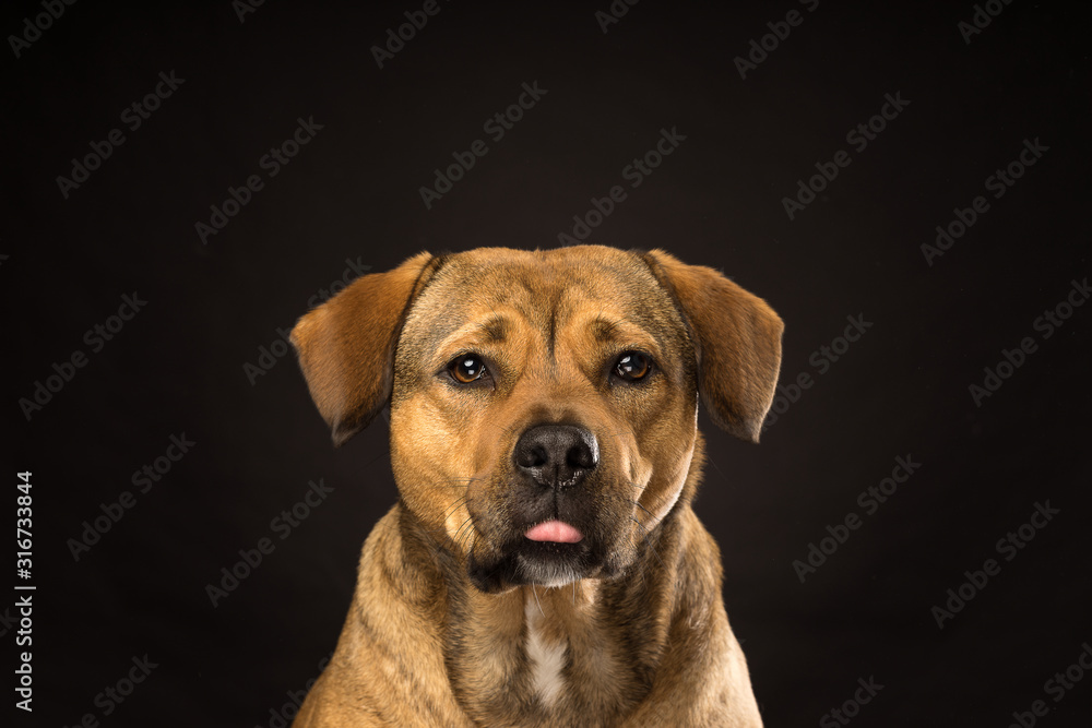 Portrait of a Rottweiler mix dog on a black background