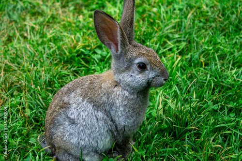 Beautiful gray rabbit sitting on the grass and posing for the camera © Wasser