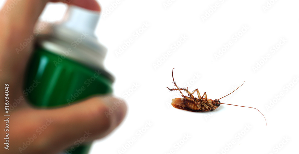 Cockroaches die with insecticides,pest control spraying insecticide on cockroach. Stock Photo