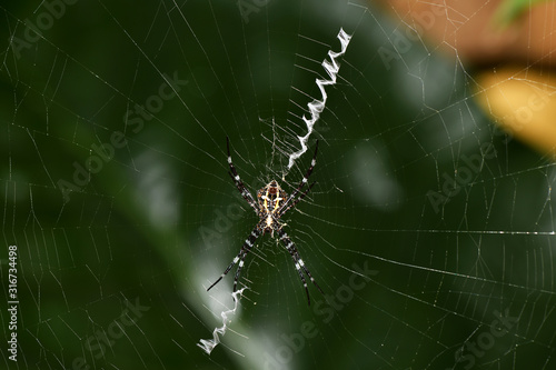 tropical spider in the center of the web in vivo