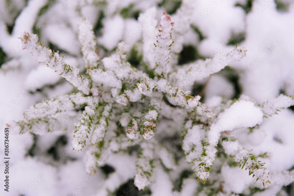 winter snow background