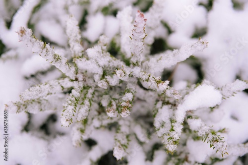 winter snow background © Marina