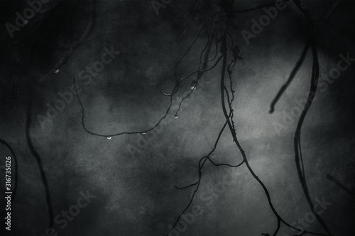 raindrops on a branch of a leafless tree in close-up in January photo