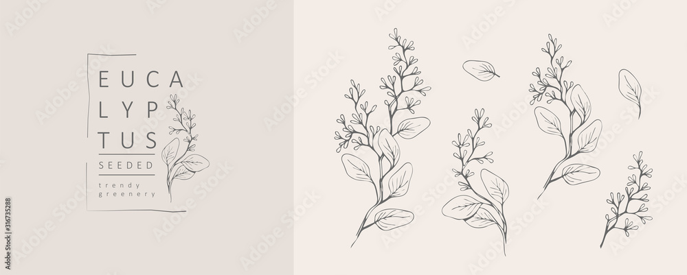Plakat Rozstawione logo i gałąź eukaliptusa. Ręcznie rysowane wesele zioło, roślina i monogram z eleganckimi liśćmi na zaproszenie zapisać projekt karty data. Modna, rustykalna zieleń botaniczna