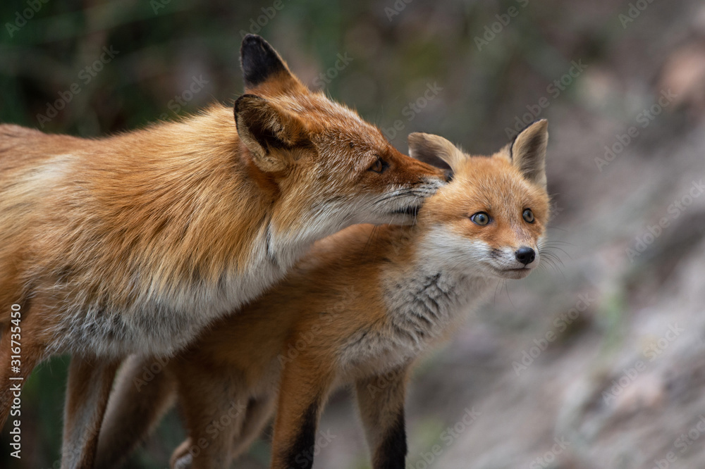 Fototapeta premium キタキツネの親子