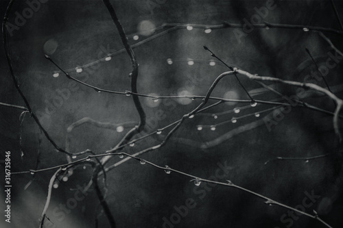 raindrops on a branch of a leafless tree in close-up in January