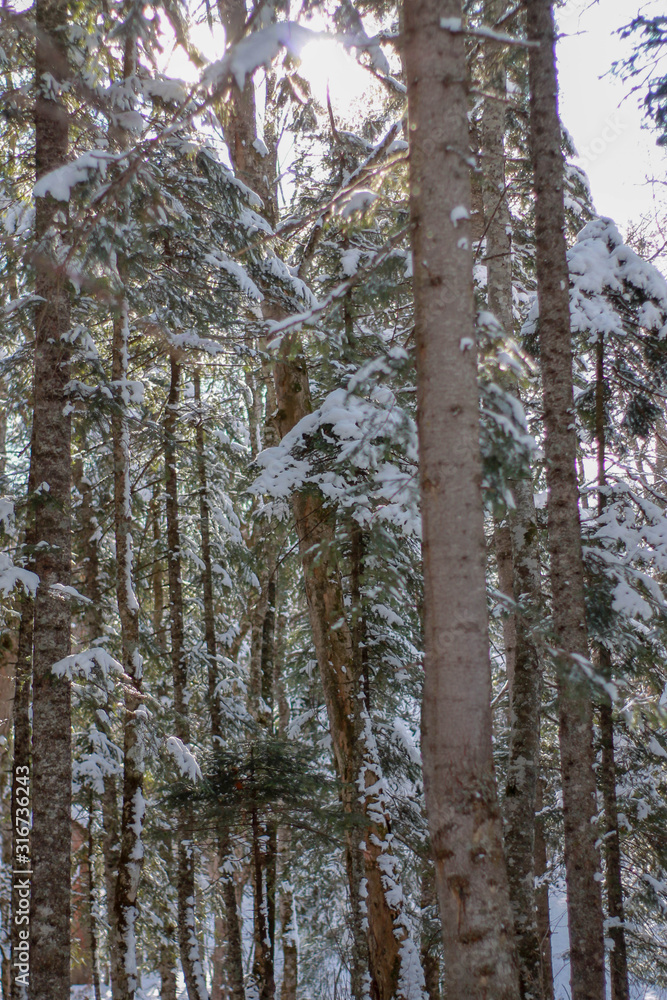 winter forest with fluffy Christmas trees winter forest with fluffy Christmas trees