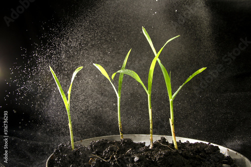 Macro of green plant with water