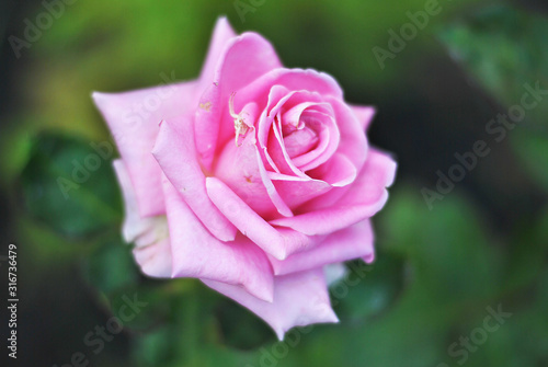 Wallpaper Mural Beautiful closeup violet cold pink rose flower picture in the garden. Natural beauty spirit, summer sunshines and gardening concept. Floristic composition. Torontodigital.ca