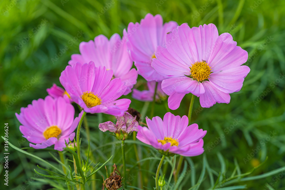 Pink cosmos flower blooming in the field garden. Spring season. Pink cosmos flower blooming in the field garden. Spring season.