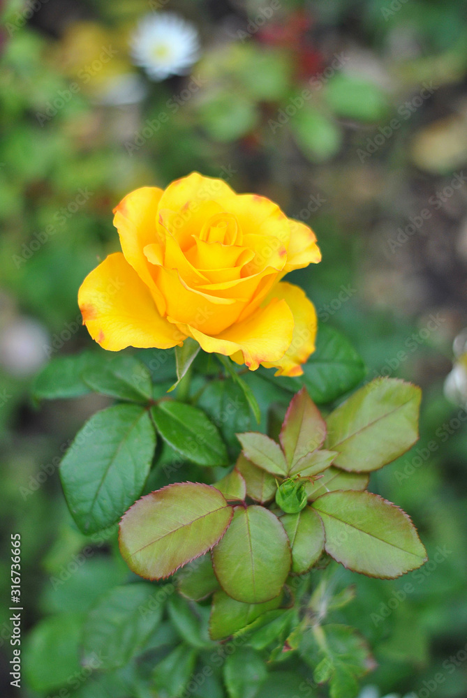 Beautiful vertical closeup yellow rose flower picture in the garden. Natural beauty spirit, summer sunshines and gardening concept. Floristic composition. Beautiful vertical closeup yellow rose flower picture in the garden. Natural beauty spirit, summer sunshines and gardening concept. Floristic composition.