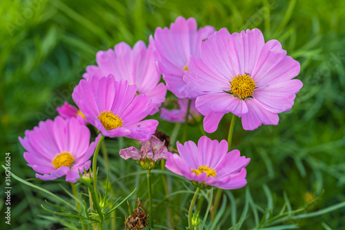 Pink cosmos flower blooming in the field garden. Spring season.