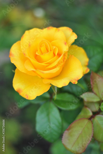 Beautiful vertical closeup yellow rose flower picture in the garden. Natural beauty spirit  summer sunshines and gardening concept. Floristic composition.