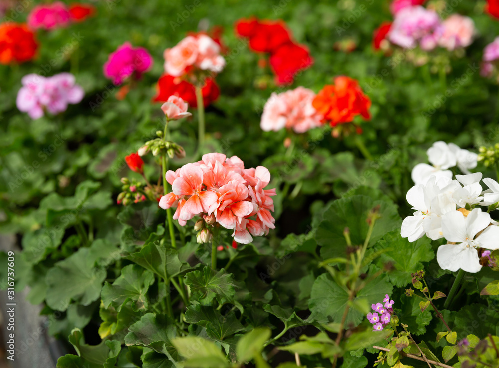 Blooming geranium in greenhouse